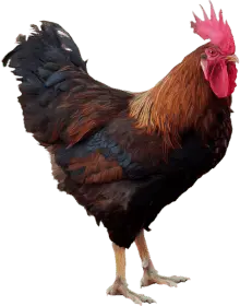 O Grupo 13